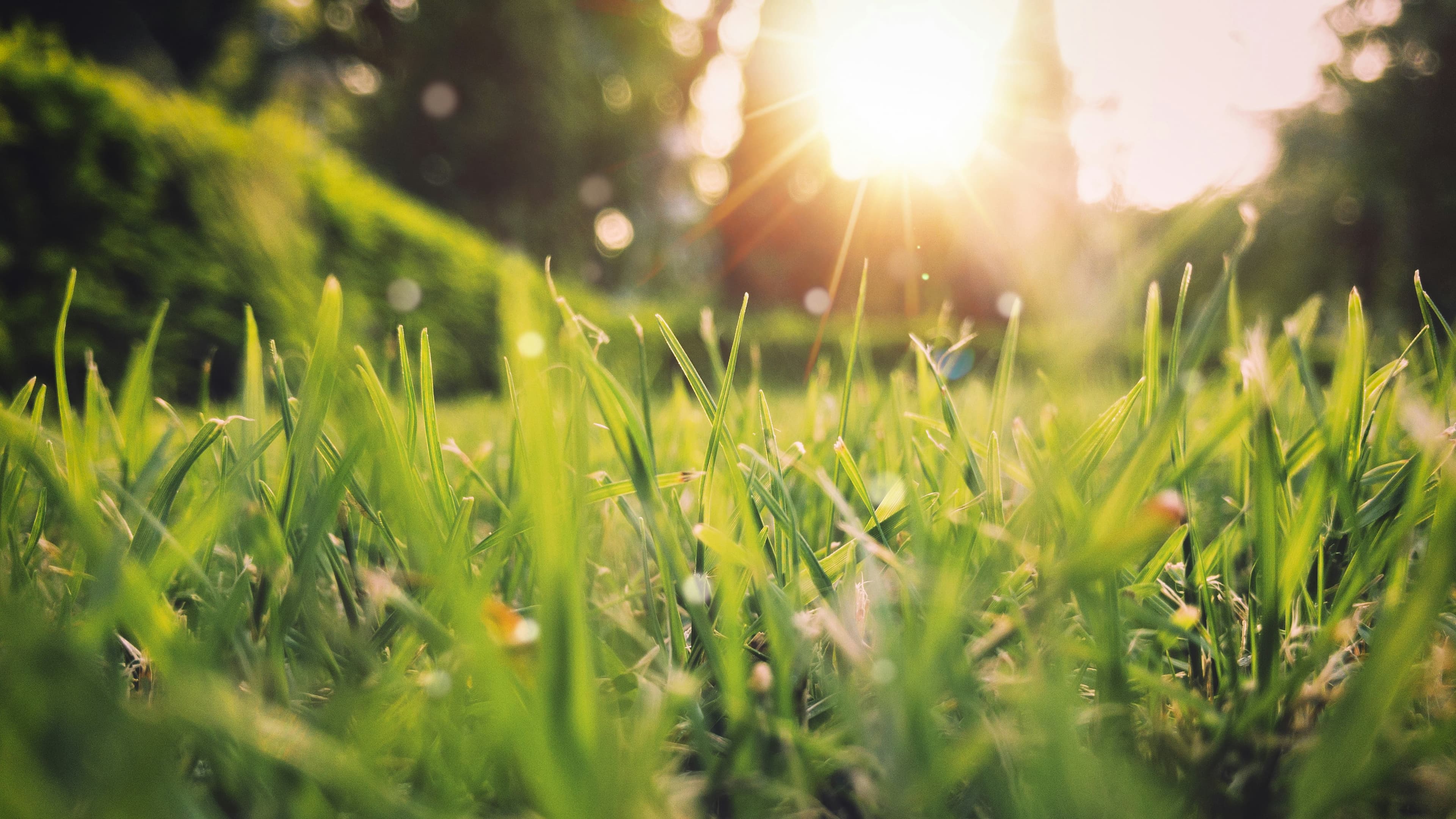 Sunset through grass blades, the warm golden light of an evening in summer